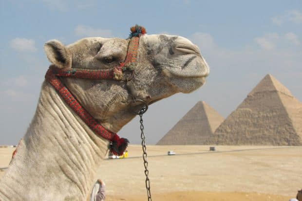 cairo camel