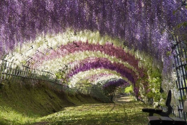 wisteria1