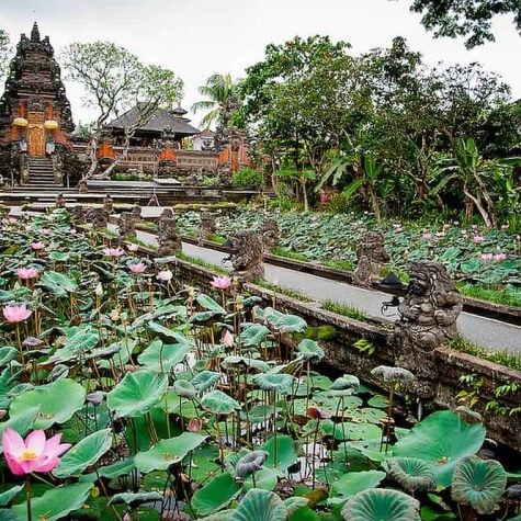 ubud lotus garden