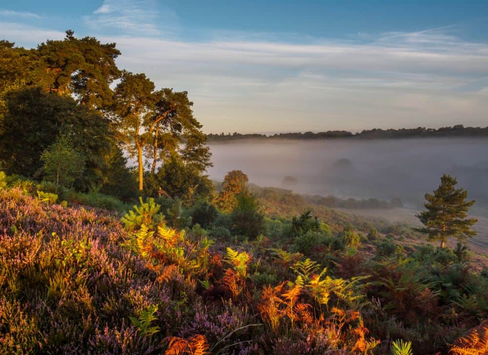 New Forest