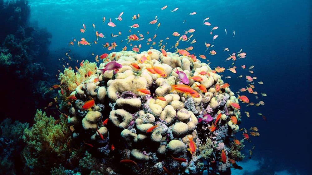 marea bariera de corali