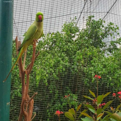 bird park kuala lumpur 2