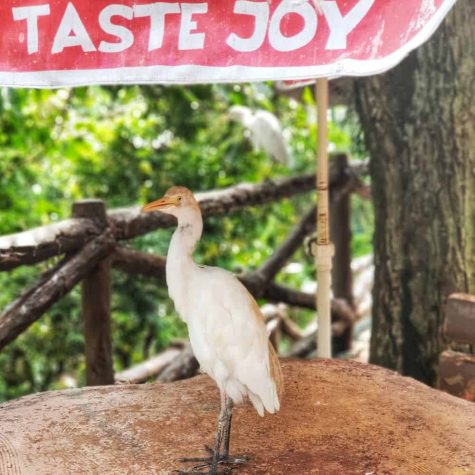 bird park kuala lumpur 7