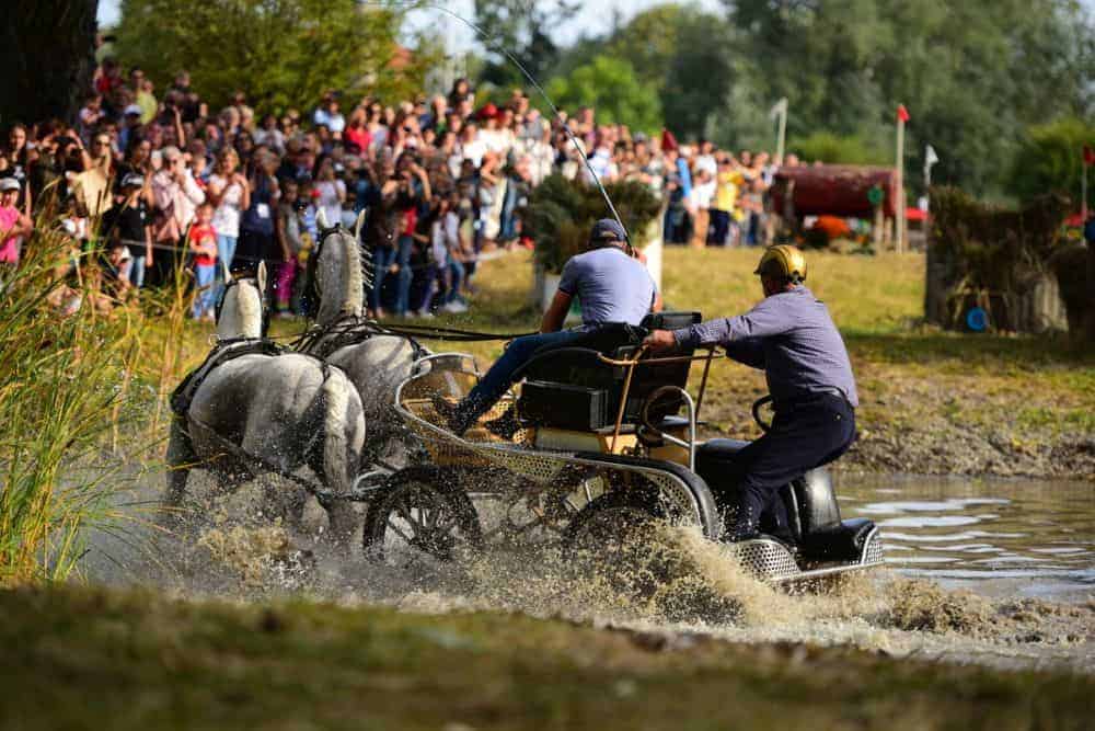 karpatia horse show