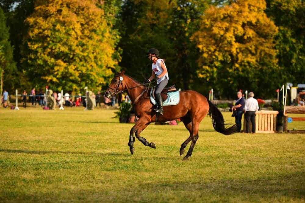 karpatia horse show