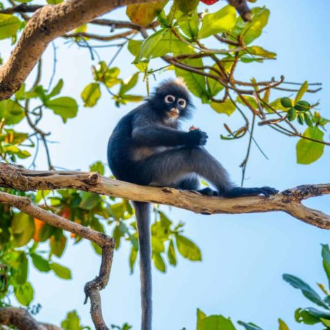 Koh Phaluai, Mu Ko Ang Thong National Park, Gulf of Thailand, Si