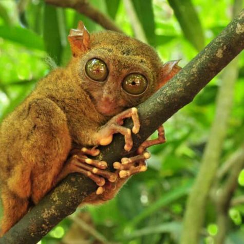 Tarsier