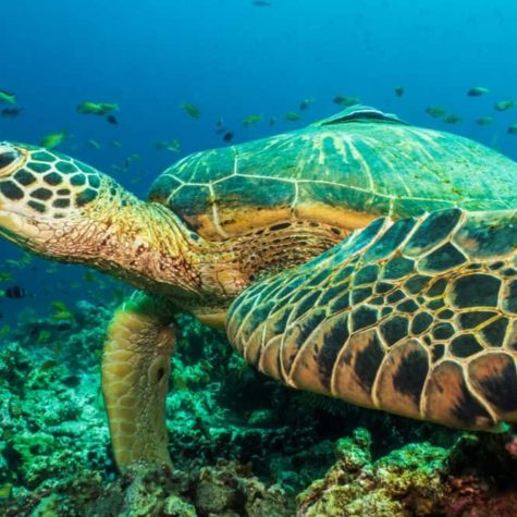 Green Turtle, (Chelonia Mydas) Philippines