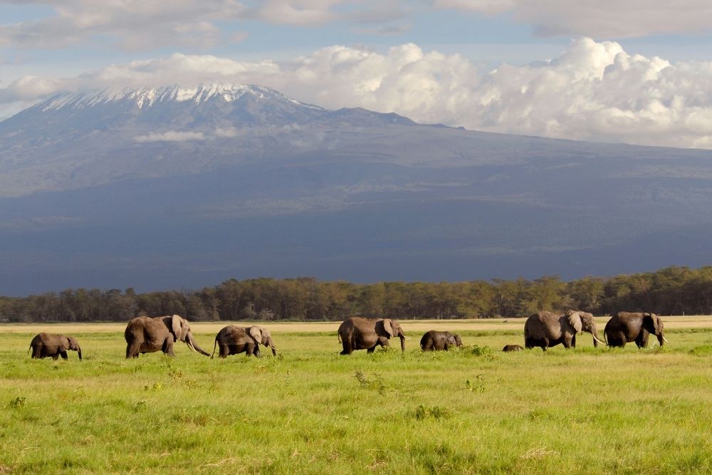 Parcul Național Amboseli 