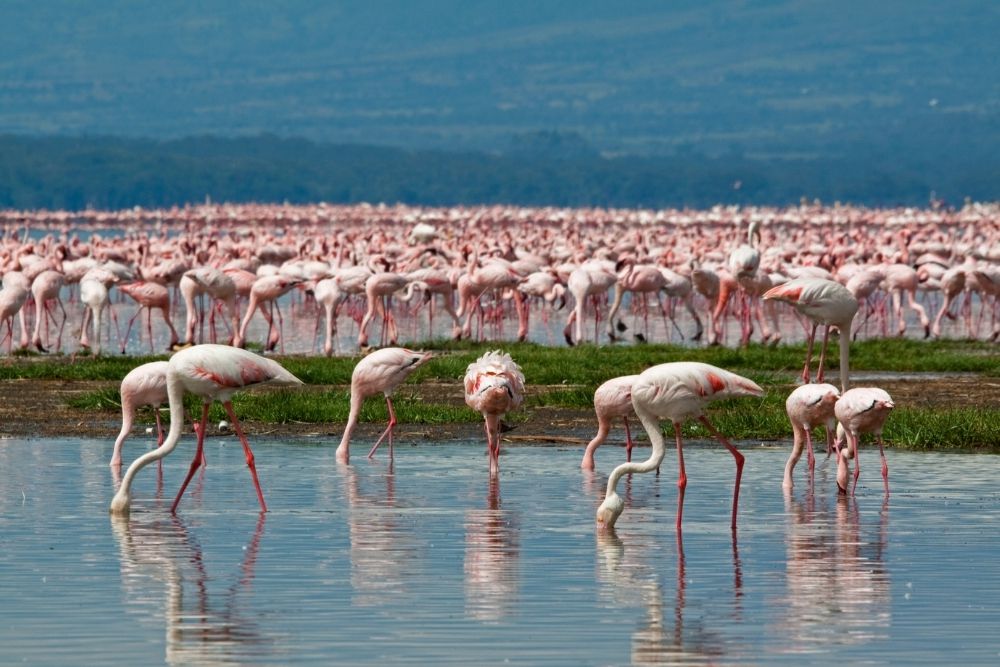 Lacul Nakuru