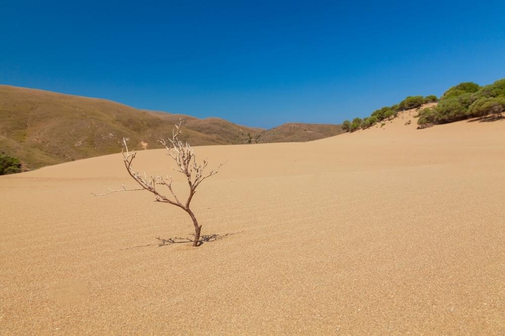 dune lemnos