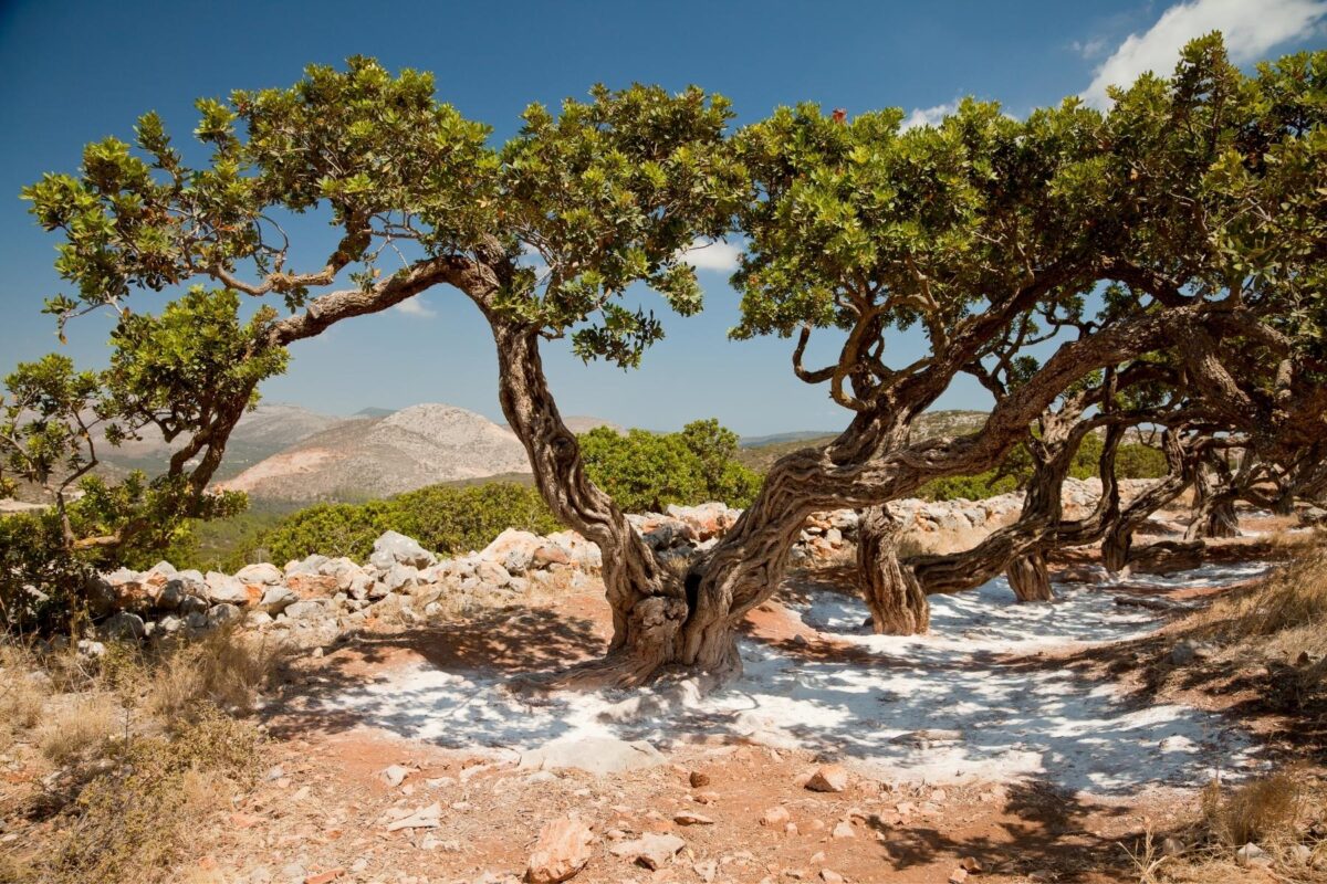 arborele de mastic