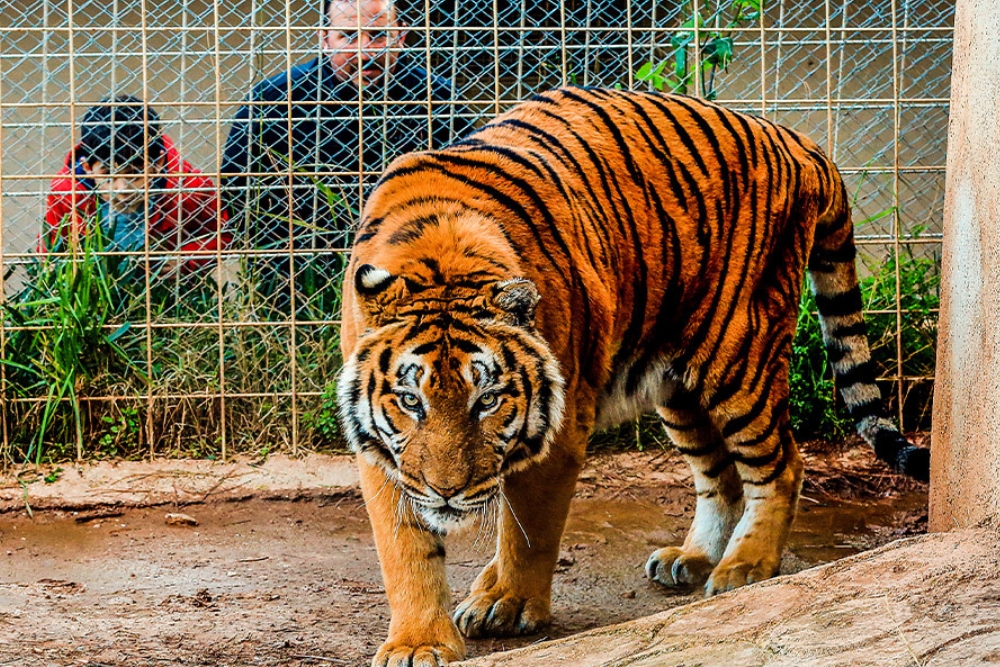 Antalya Zoo