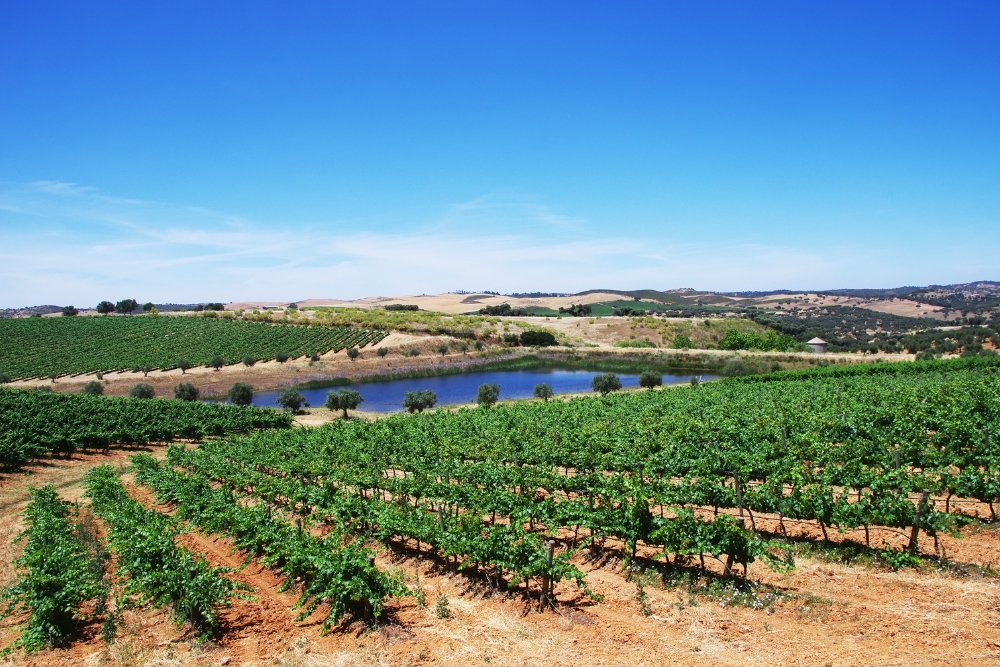 Podgorie în Alentejo