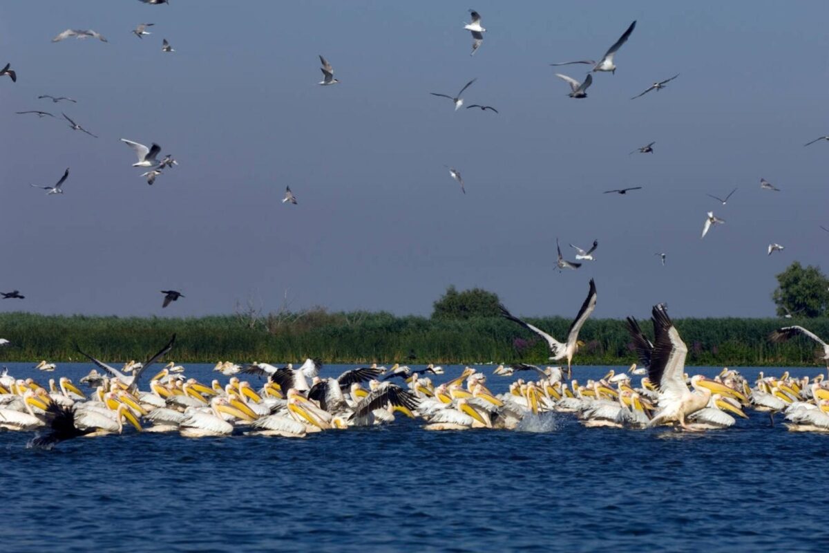 Pelicani pe Lacul Uzlina