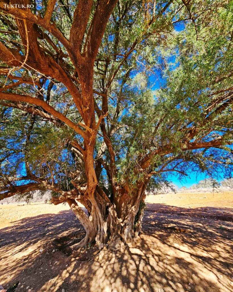 Essaouira argan