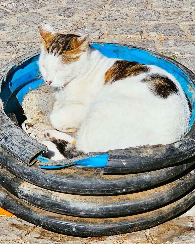 Essaouira 