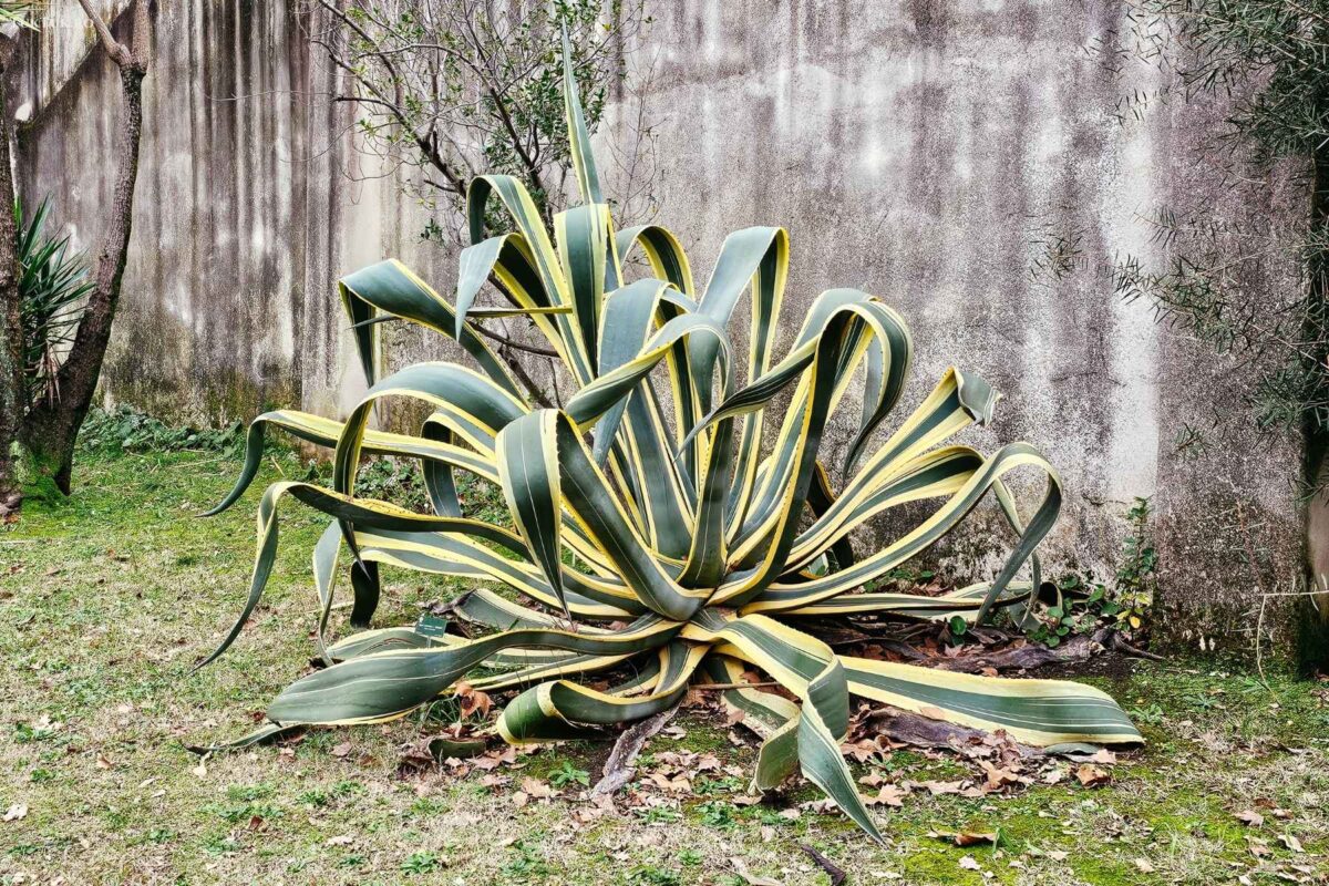 Orto Botanico din Pisa 