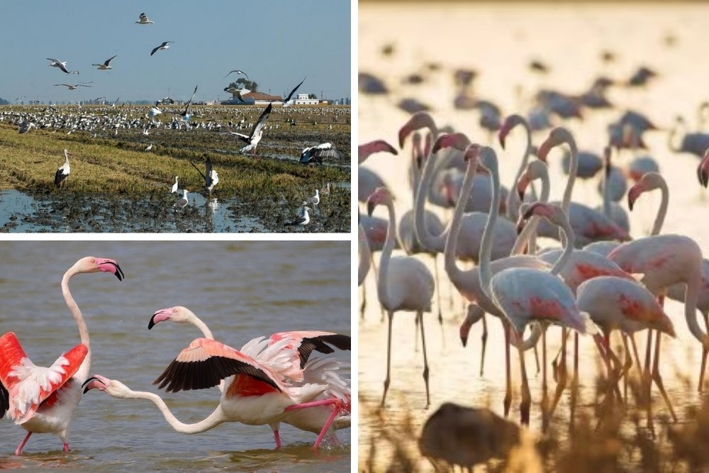 Parcul Național Doñana