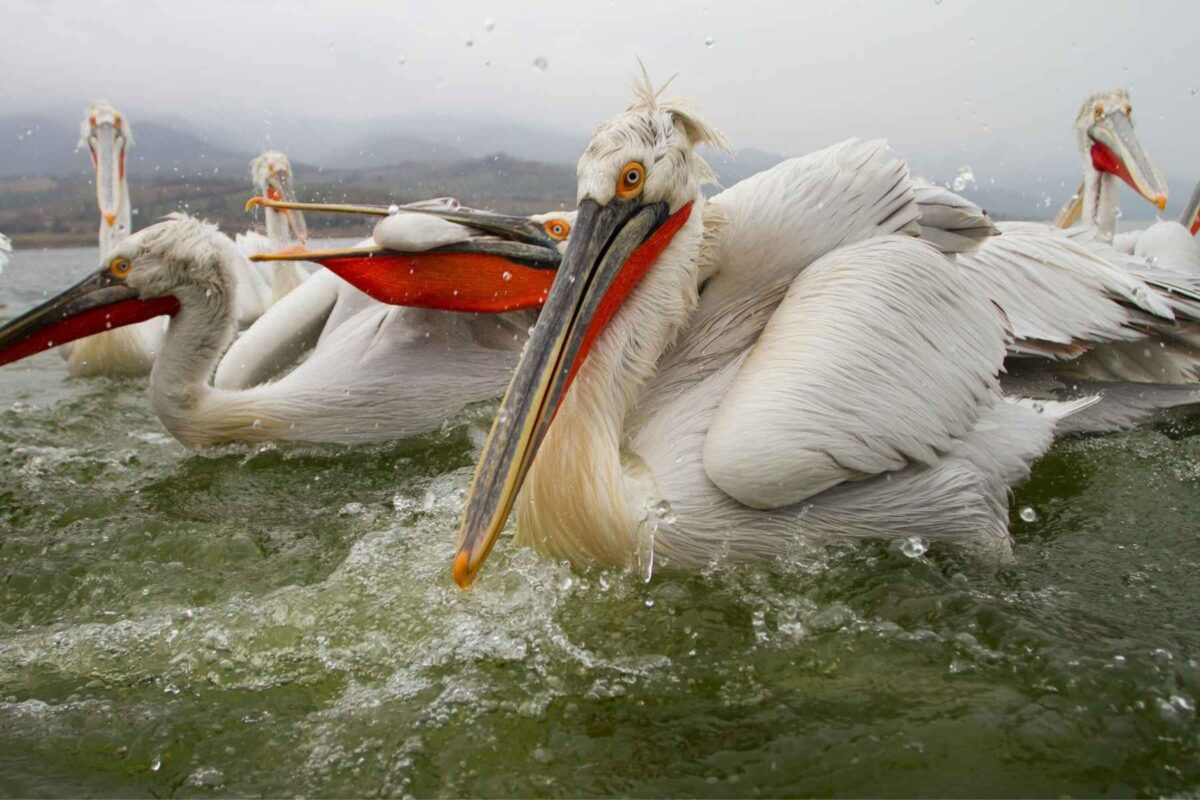 Pelicanul creț pe lacul Kerkini