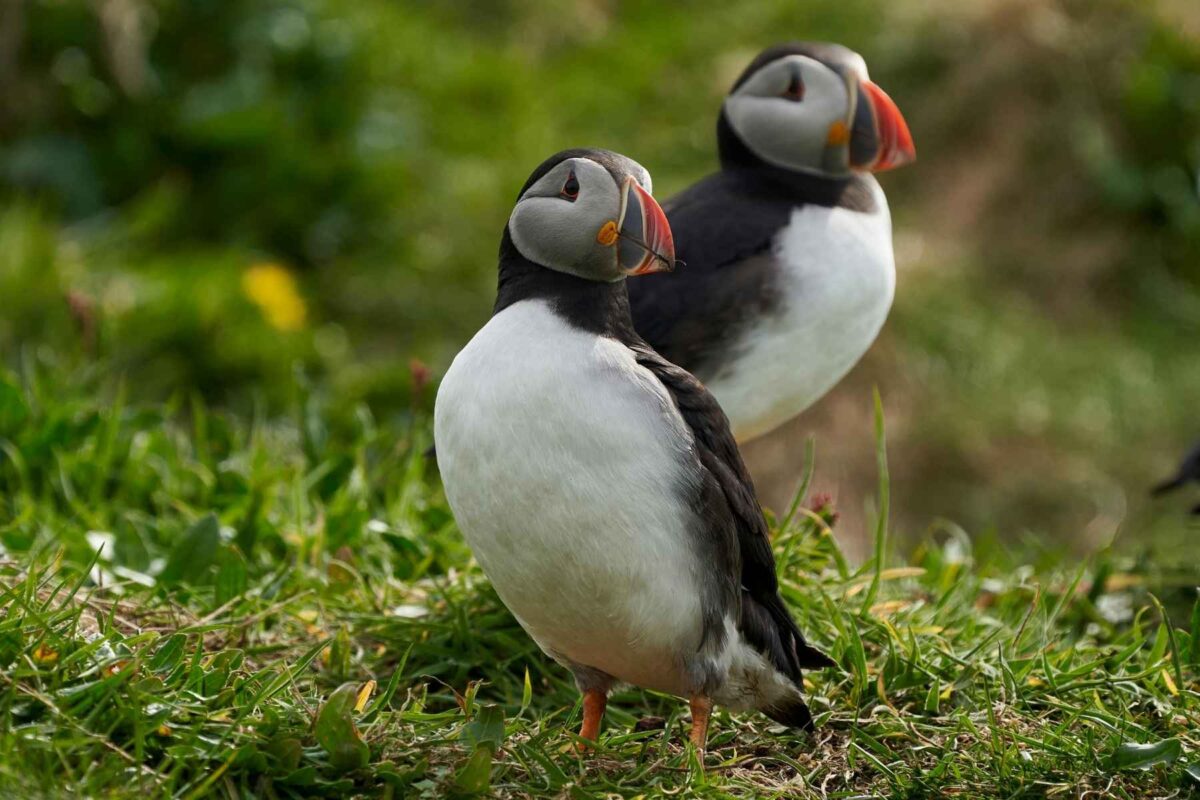 Puffins în insulele Shetland